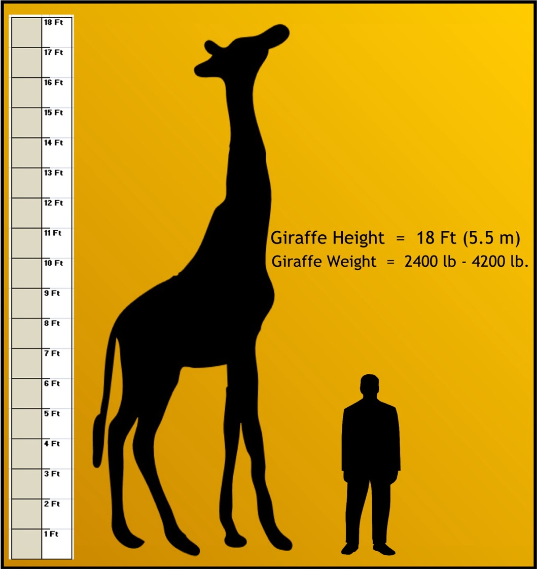 Peoria Zoo Weights And Measurements Peoria Zoo