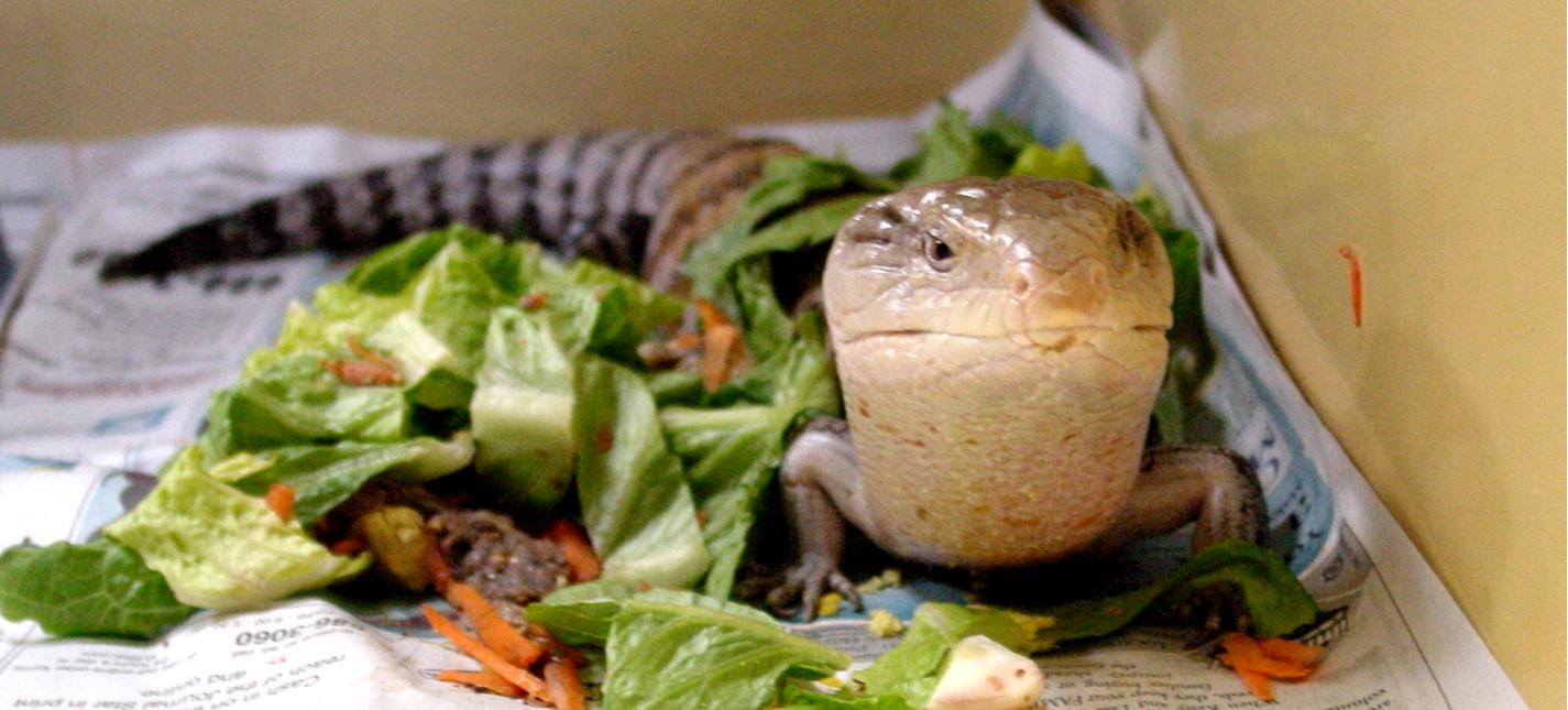 peoria-zoo-blue-tongued-skink-peoria-zoo