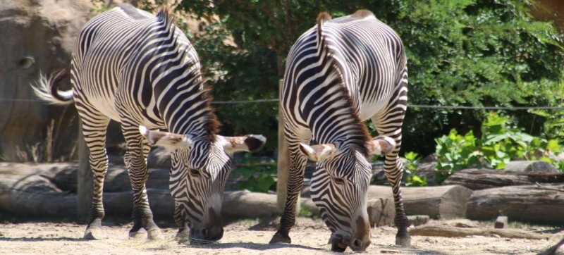 Grevy's Zebra  Sacramento Zoo