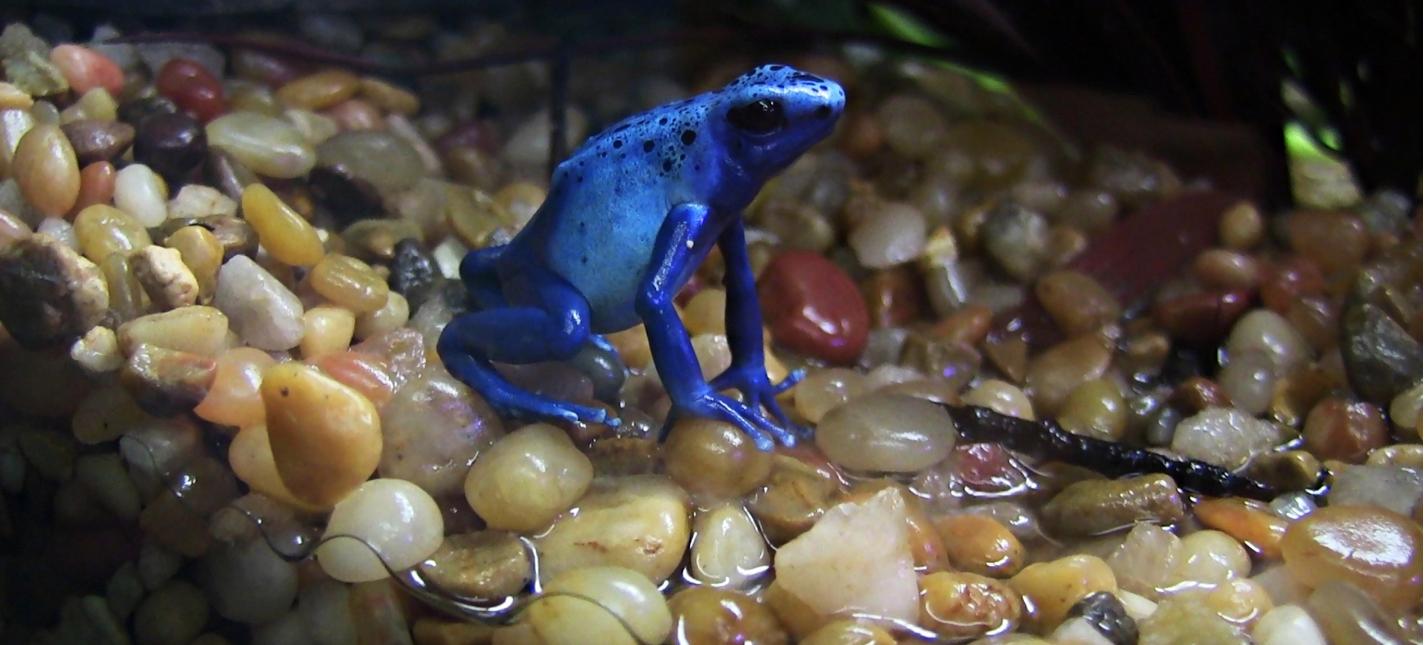 What Are the Most Interesting Poison Dart Frogs Facts?