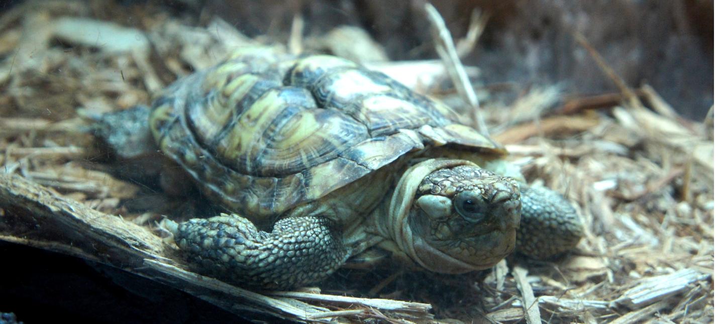 Peoria Zoo Pancake Tortoise - Peoria Zoo