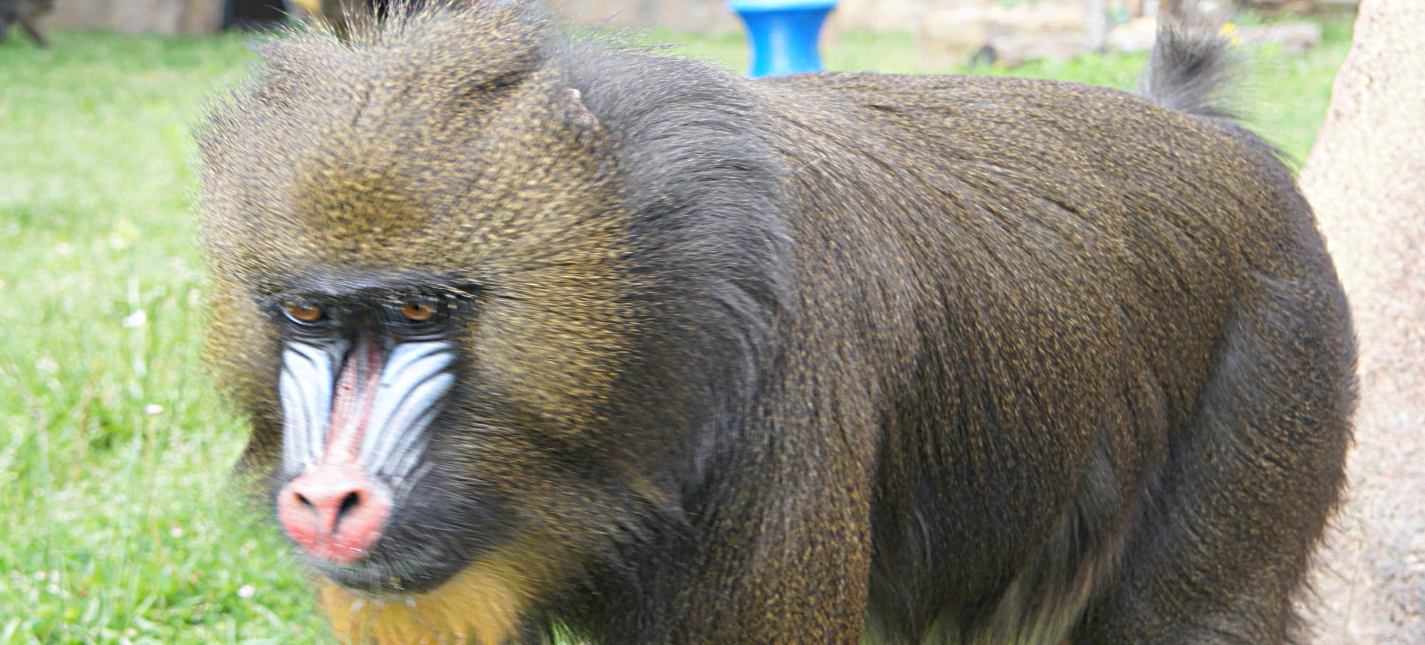 Peoria Zoo Mandrill Peoria Zoo