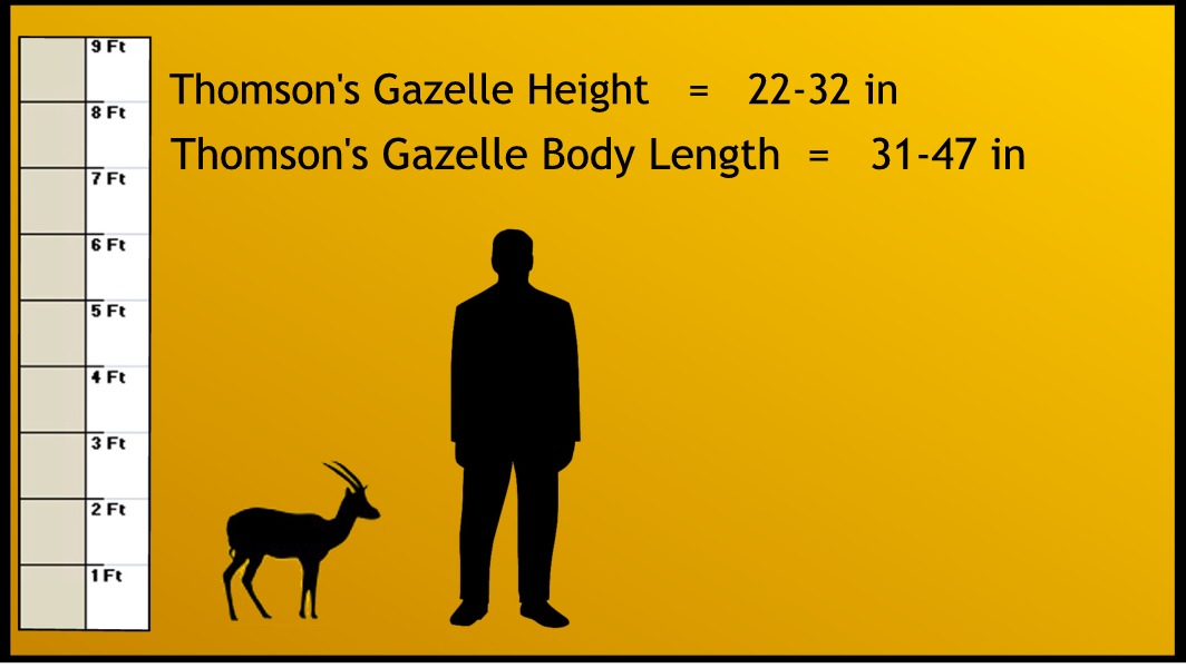 Thomsons Gazelle Weight And Measure 