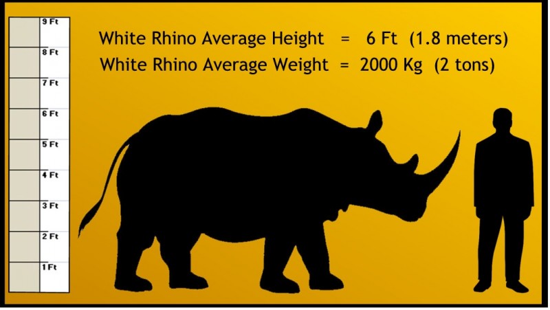 Peoria Zoo Weights and Measurements - Peoria Zoo