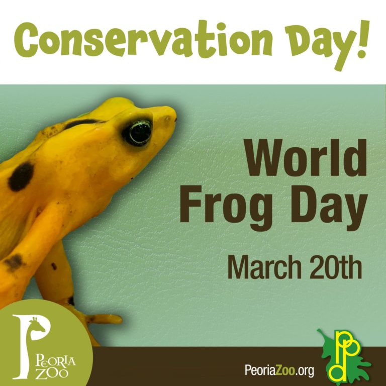 Peoria Zoo World Frog Day Peoria Zoo