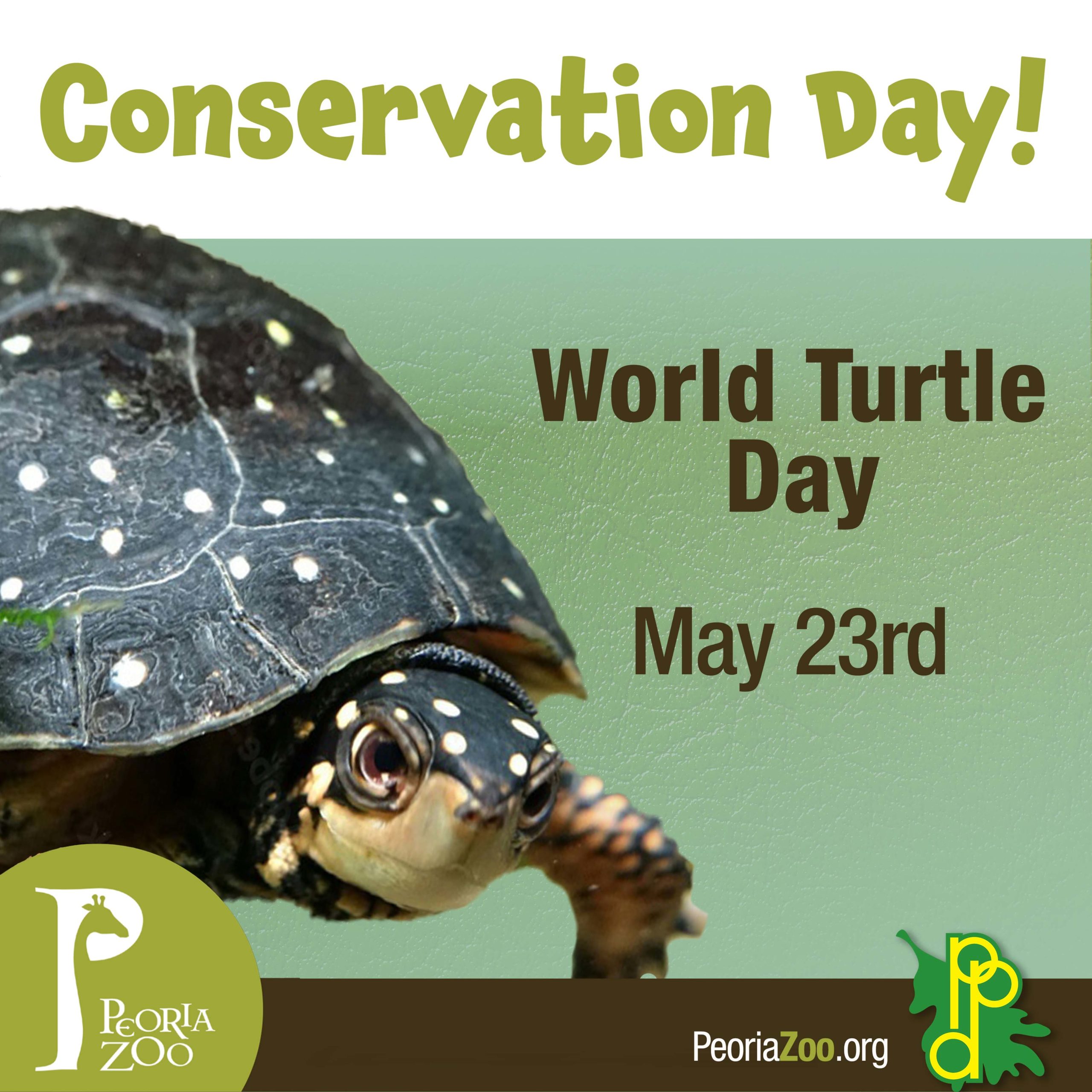 Peoria Zoo World Turtle Day Peoria Zoo