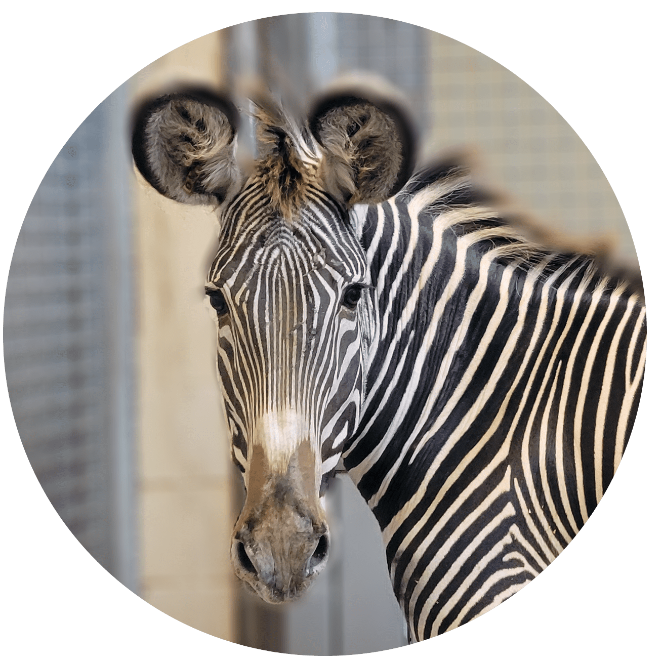 Welcome Our New Zebra!