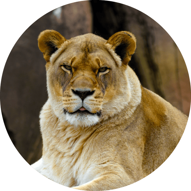 Meet Lizzie, the Queen of Peoria Zoo!