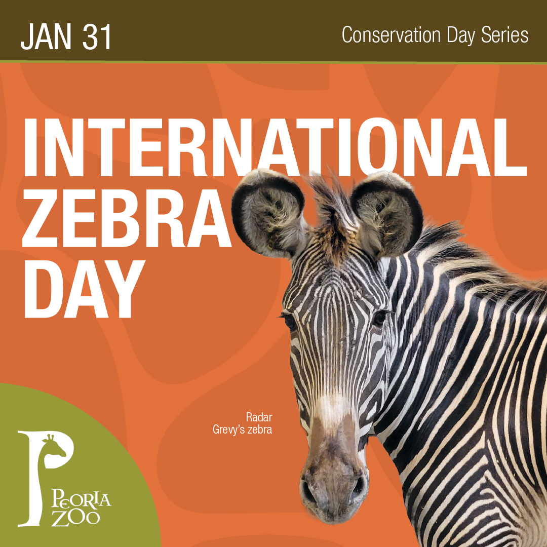 International Zebra Day