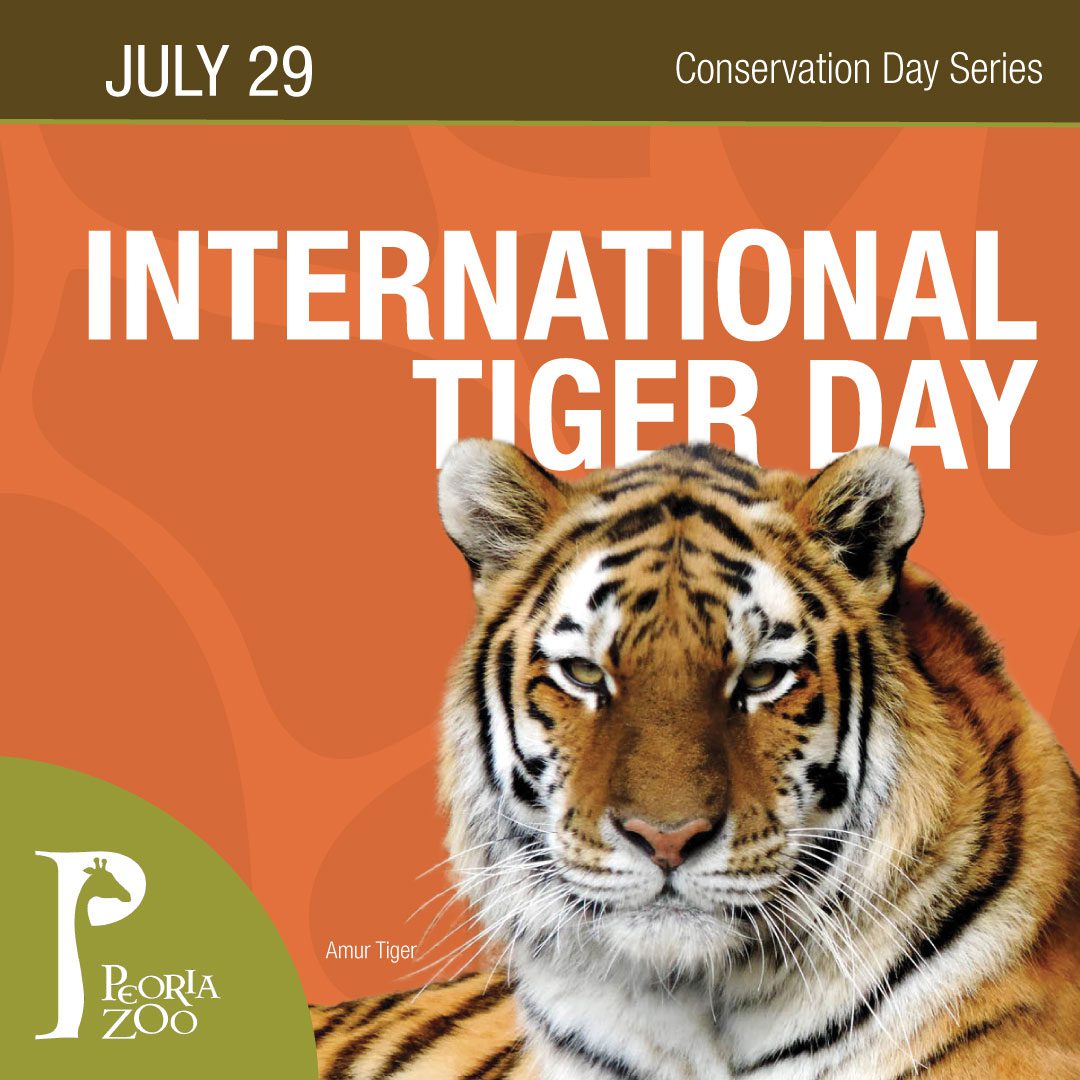 International Tiger Day Peoria Zoo