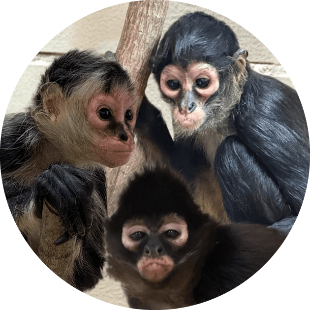 Welcome, Azuca, Mantequilla, & Palomita!